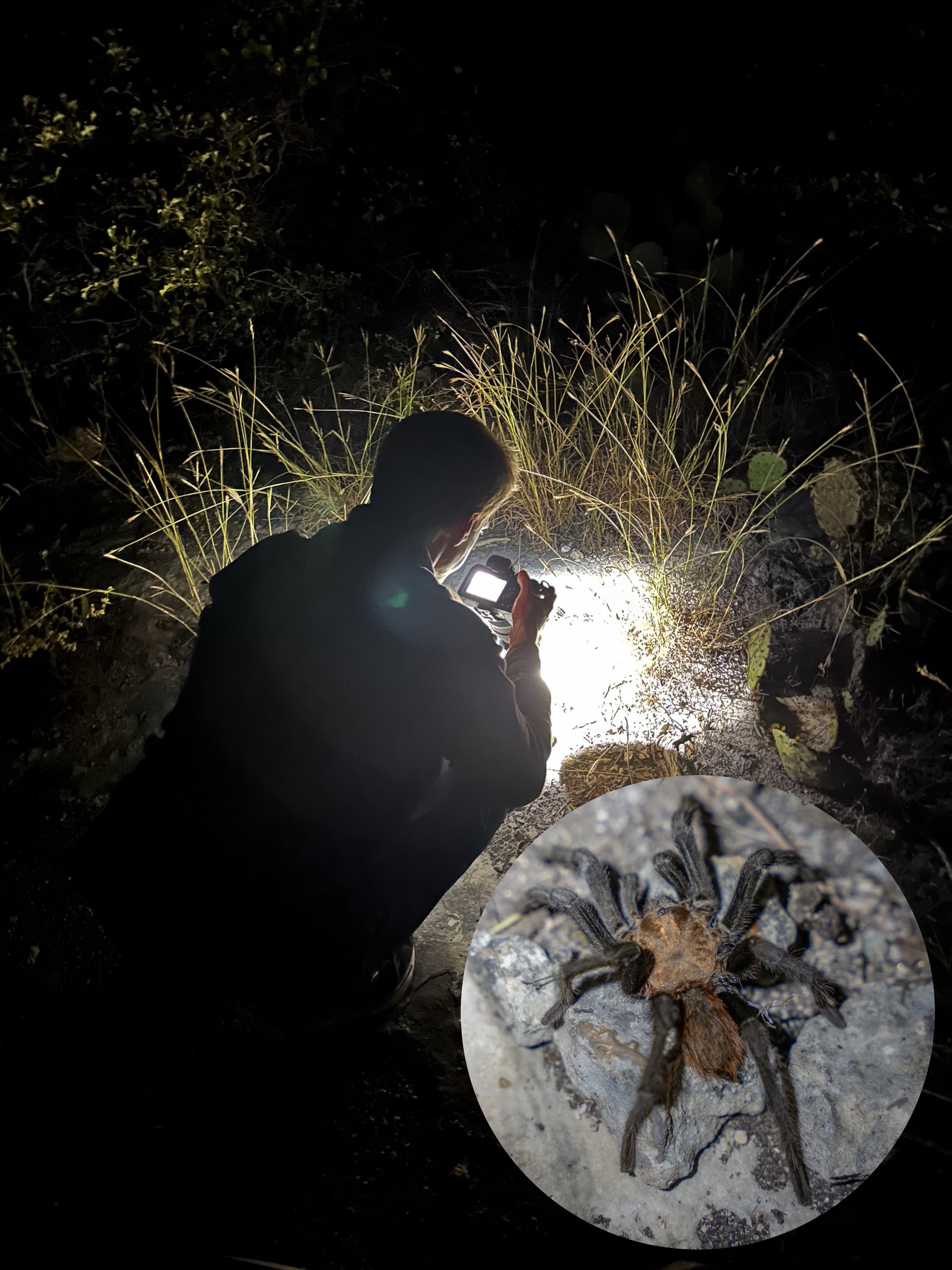 Terry The Tarantula
